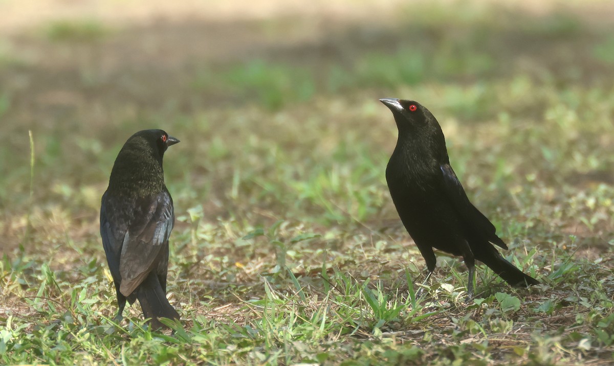 Bronzed Cowbird (Bronzed) - ML638559108