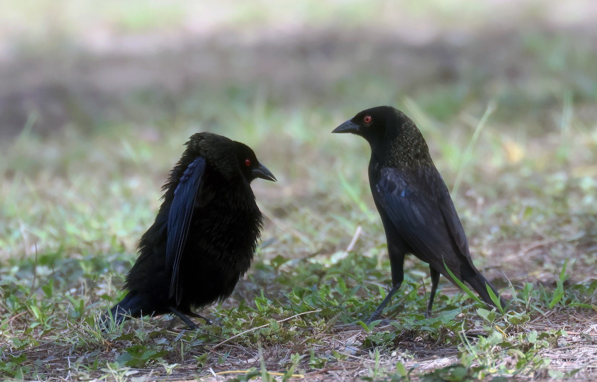 Bronzed Cowbird (Bronzed) - ML638559109