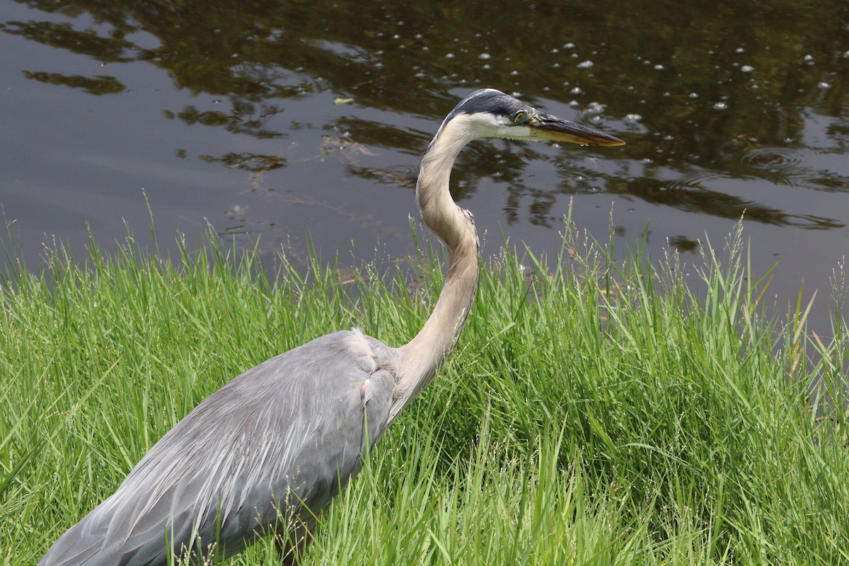 Great Blue Heron (Great Blue) - ML638559112
