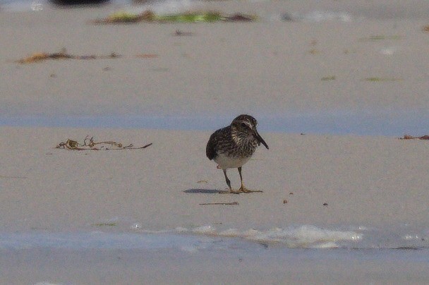 Least Sandpiper - ML638559113