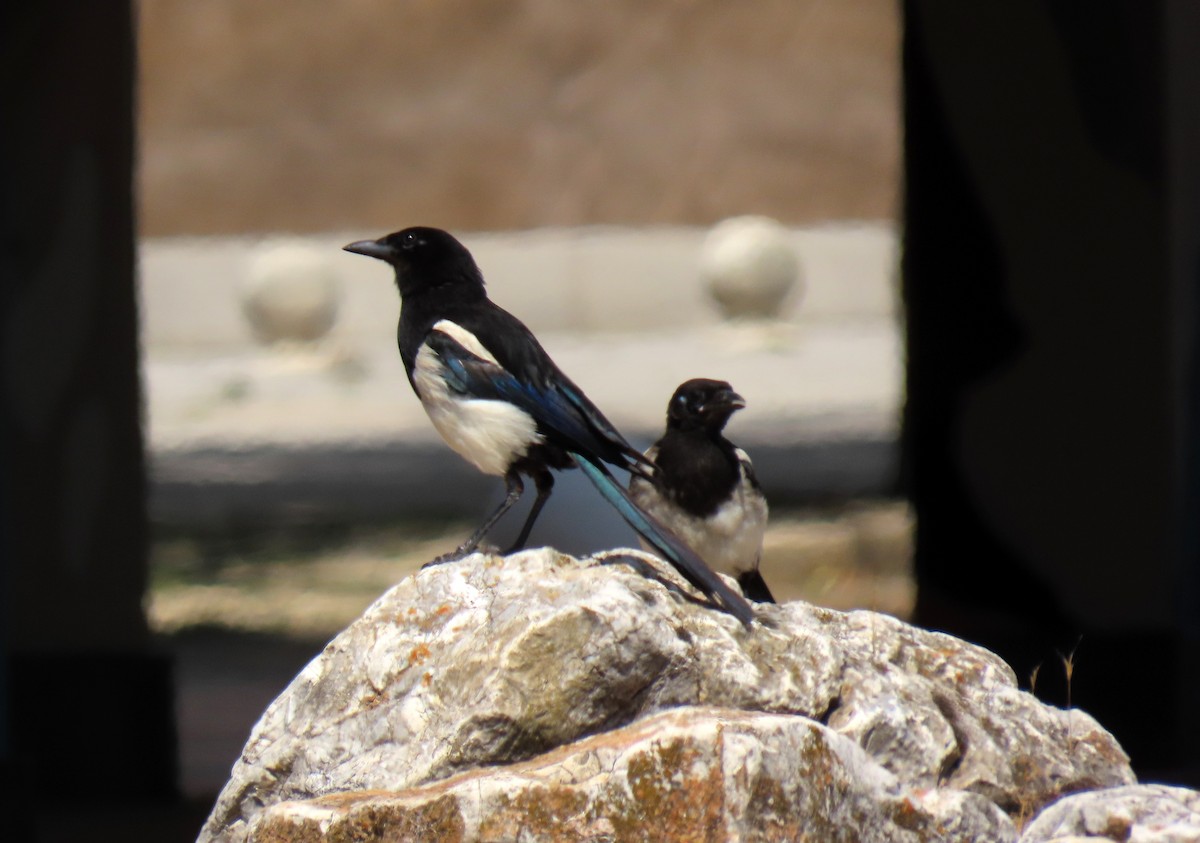 Eurasian Magpie - ML638559114