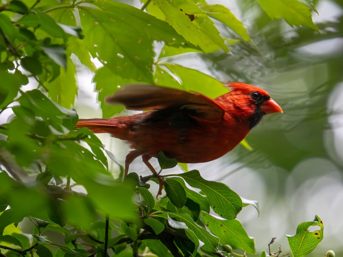 Northern Cardinal - ML638559116
