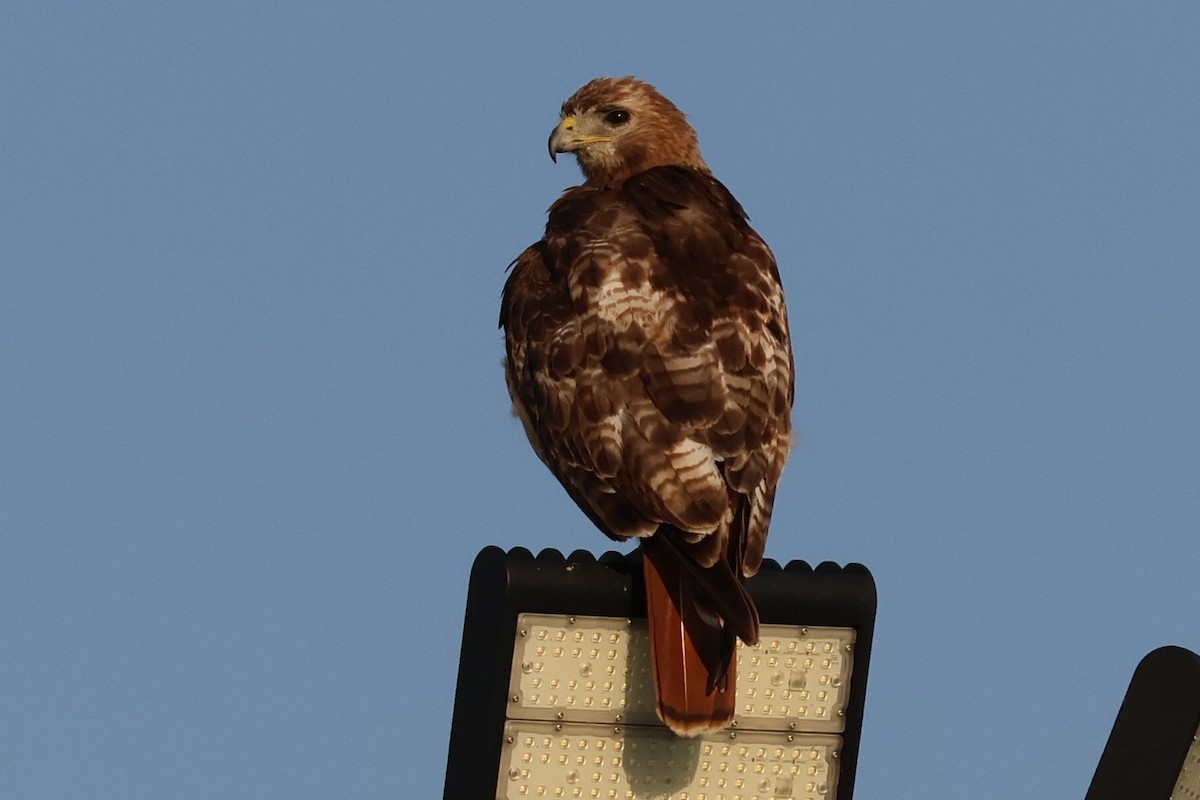 Red-tailed Hawk (borealis) - ML638559117