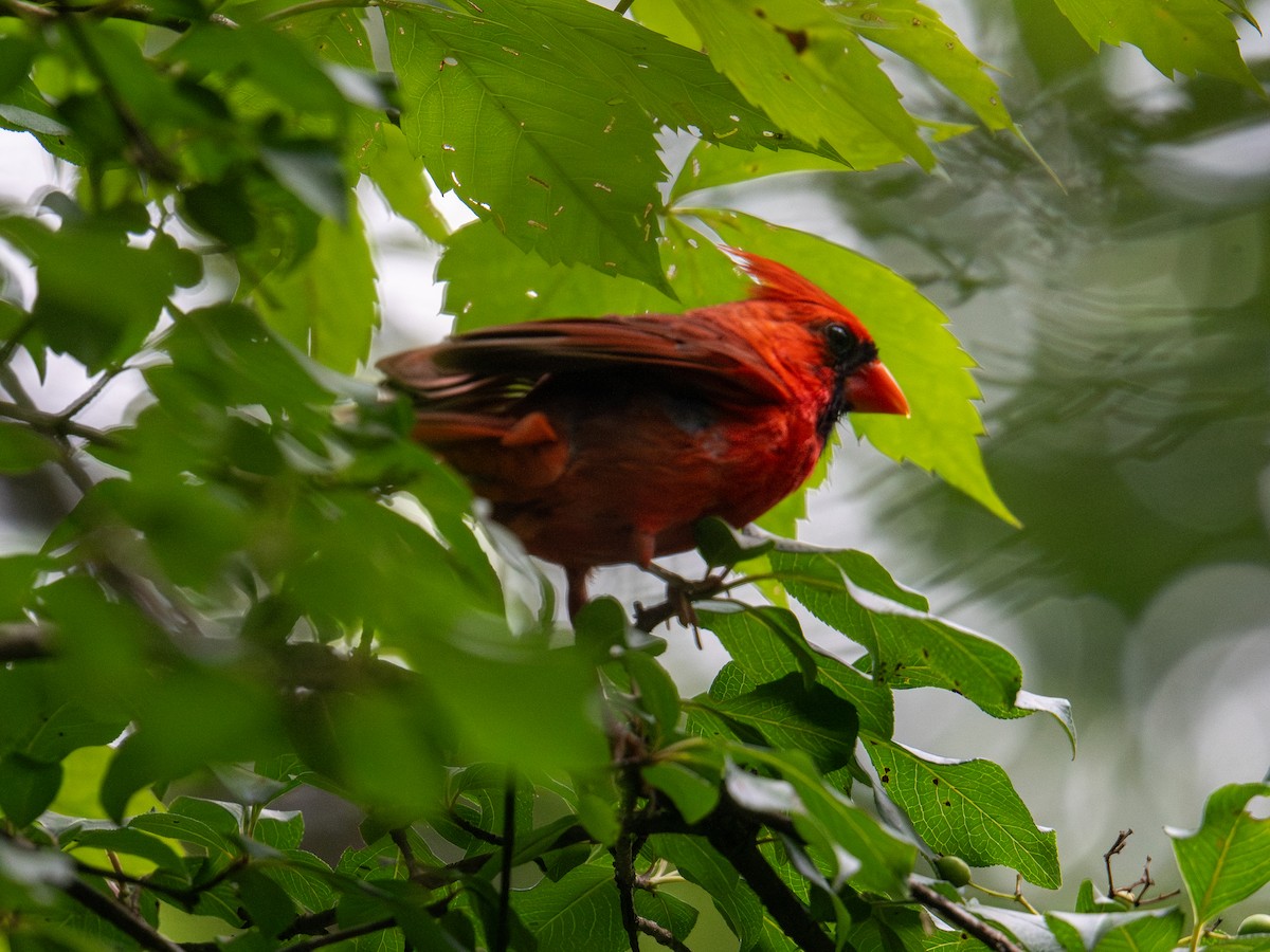 Northern Cardinal - ML638559118