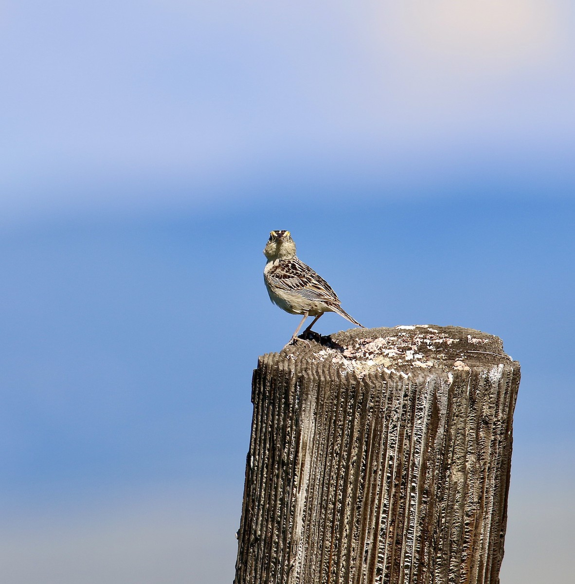 Grasshopper Sparrow - ML638559119
