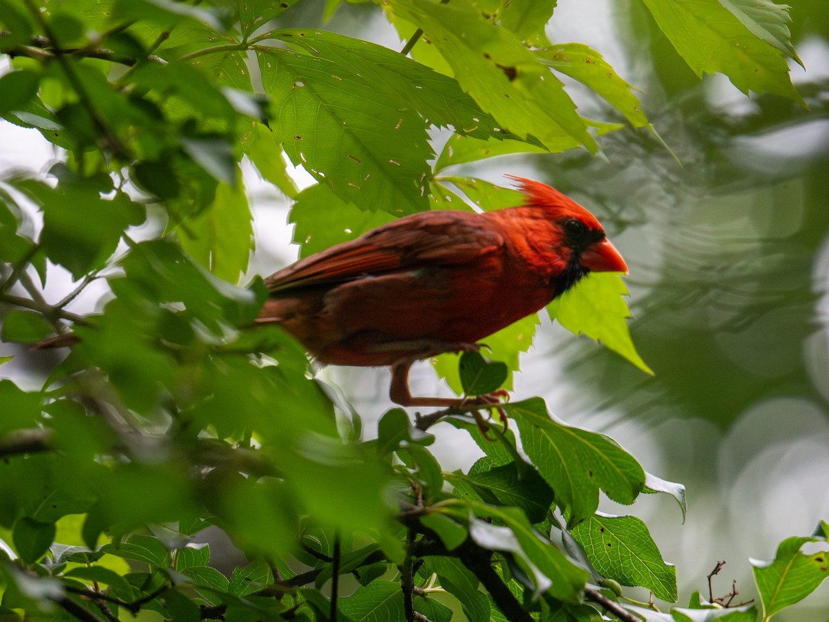 Northern Cardinal - ML638559120