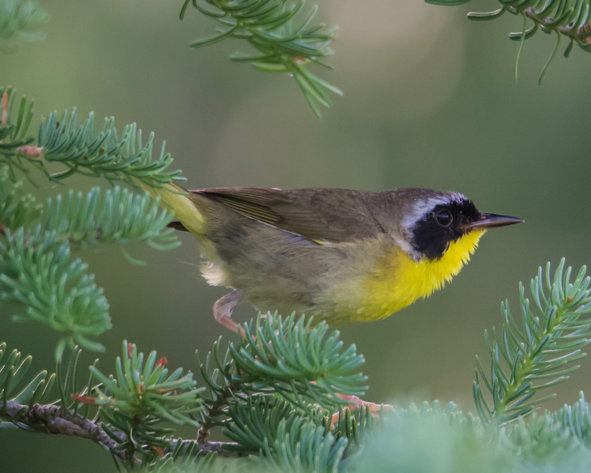Common Yellowthroat - ML638559124