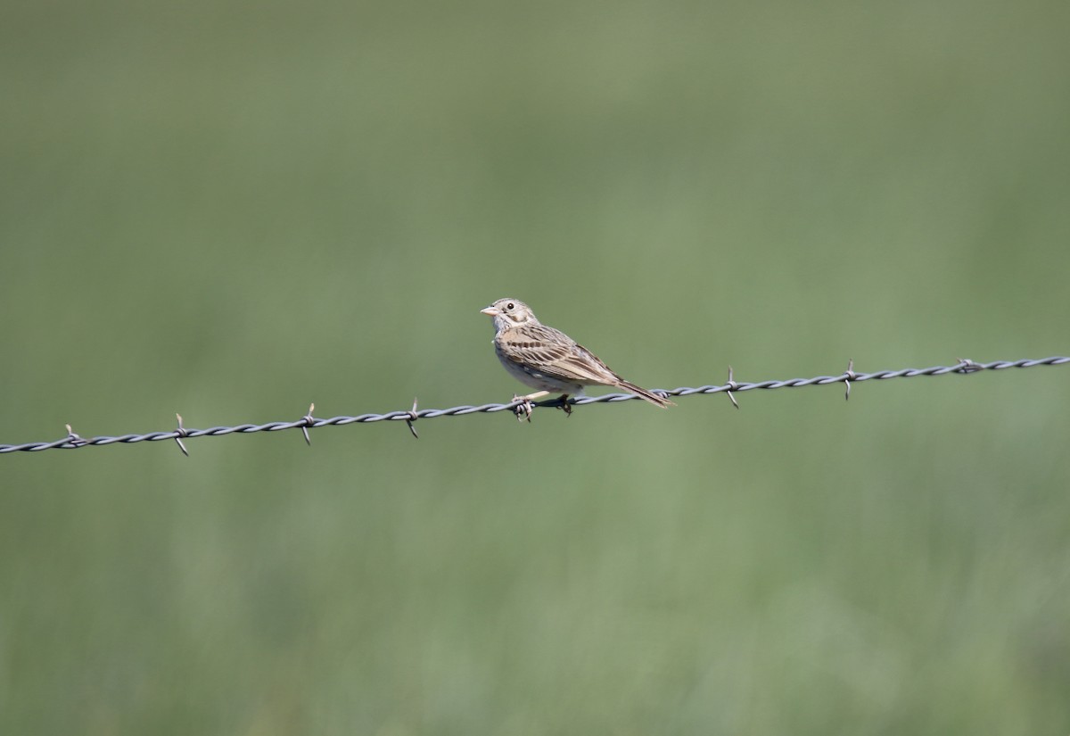 Vesper Sparrow - ML638559127