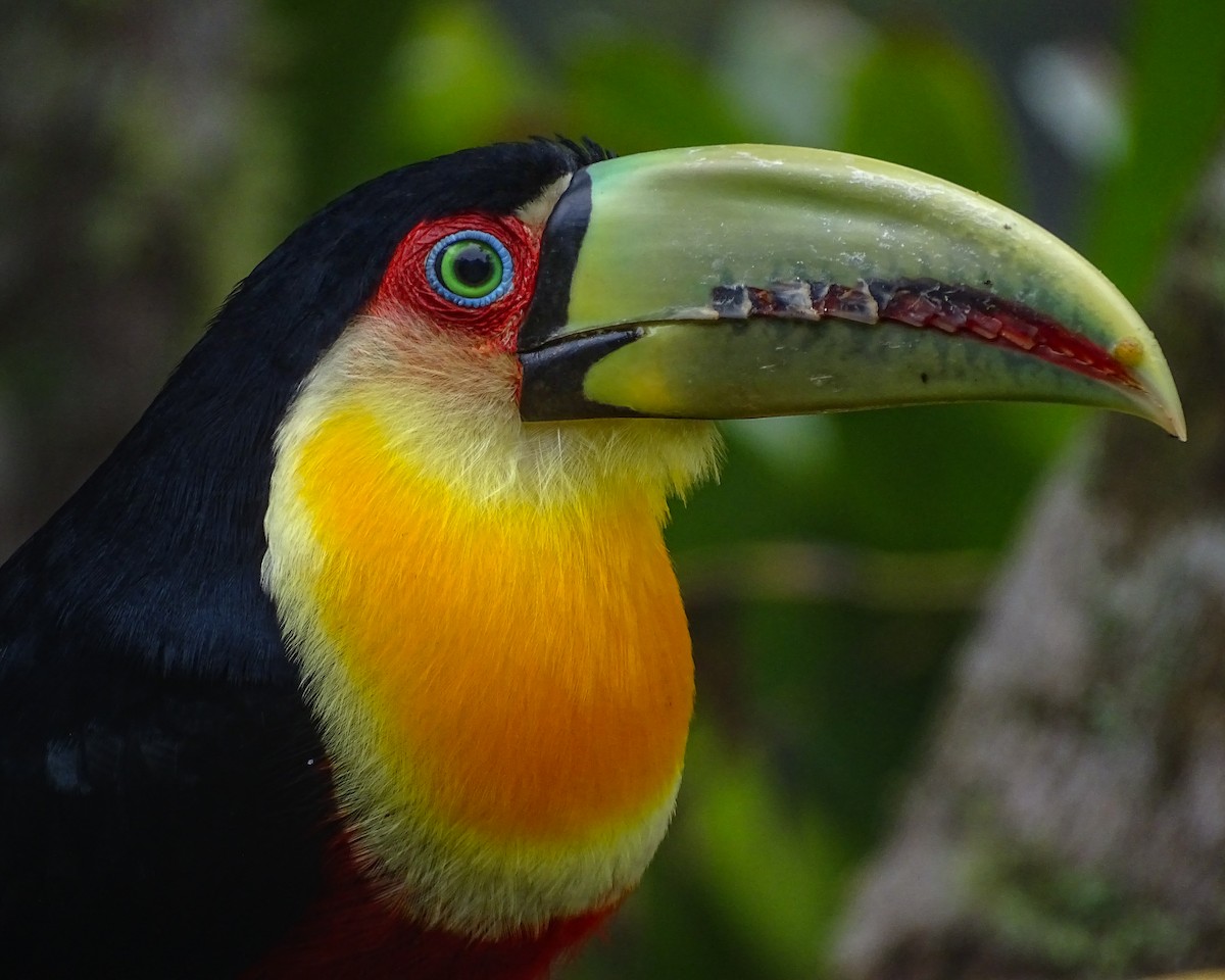 Red-breasted Toucan - ML638559129
