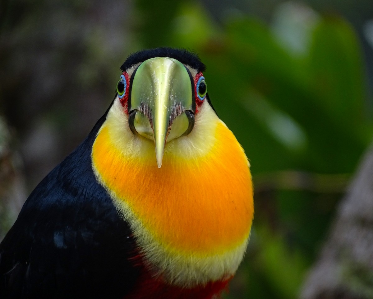 Red-breasted Toucan - ML638559130