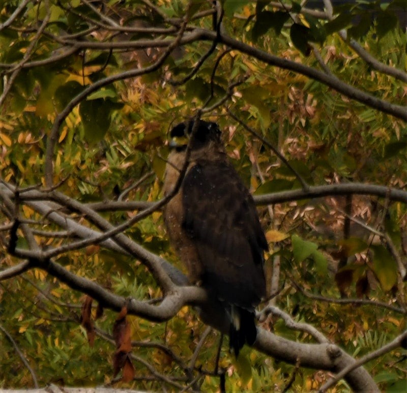 Crested Serpent-Eagle - ML638559131