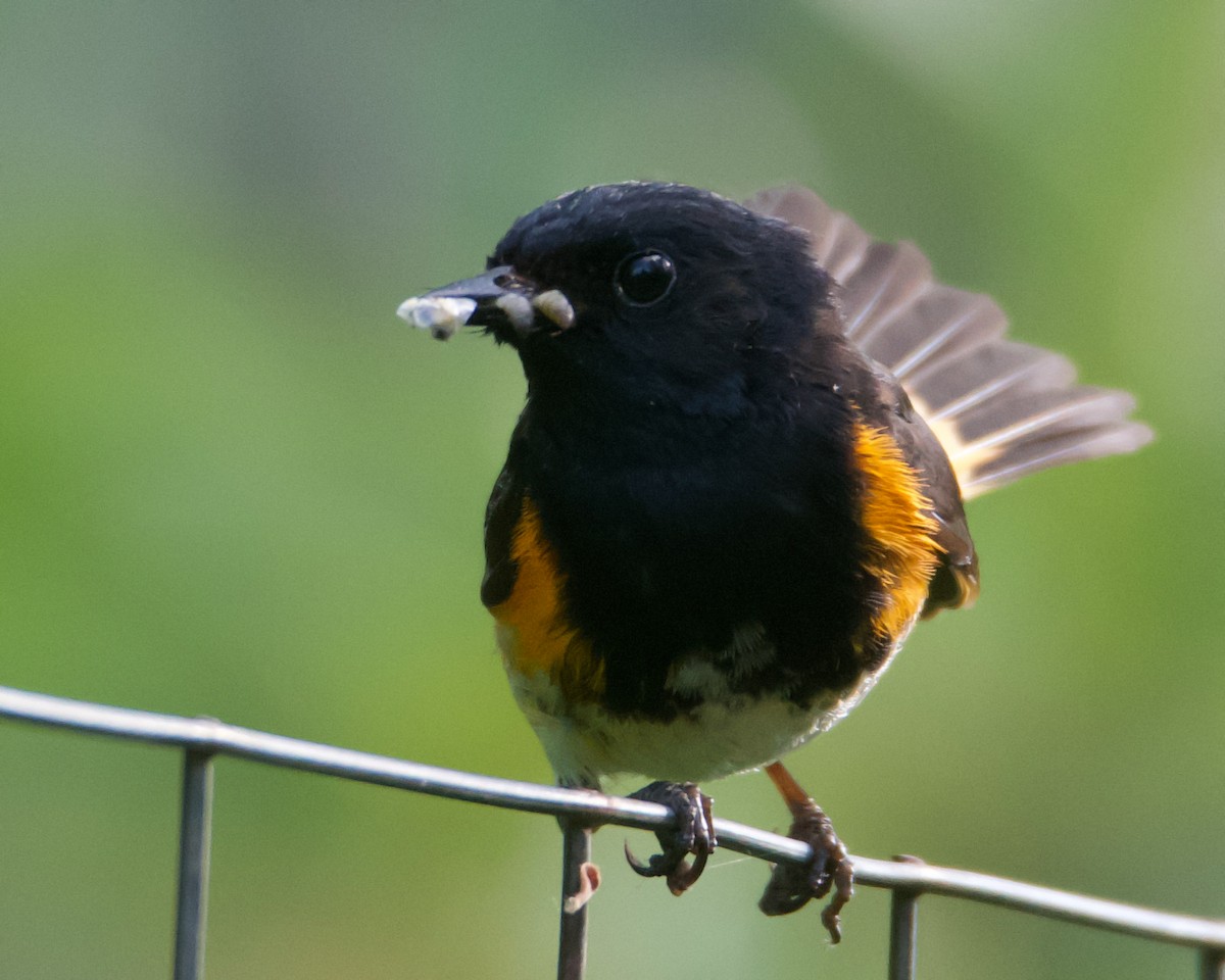 American Redstart - ML638559132