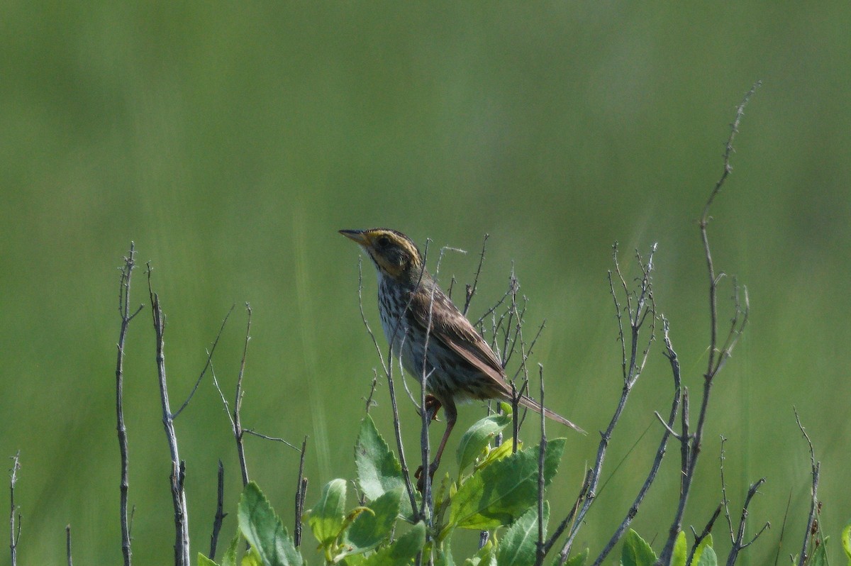 Saltmarsh Sparrow - ML638559133