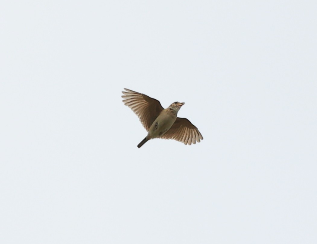 Singing Bushlark (Singing) - ML638559136
