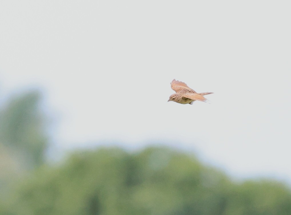 Singing Bushlark (Singing) - ML638559137