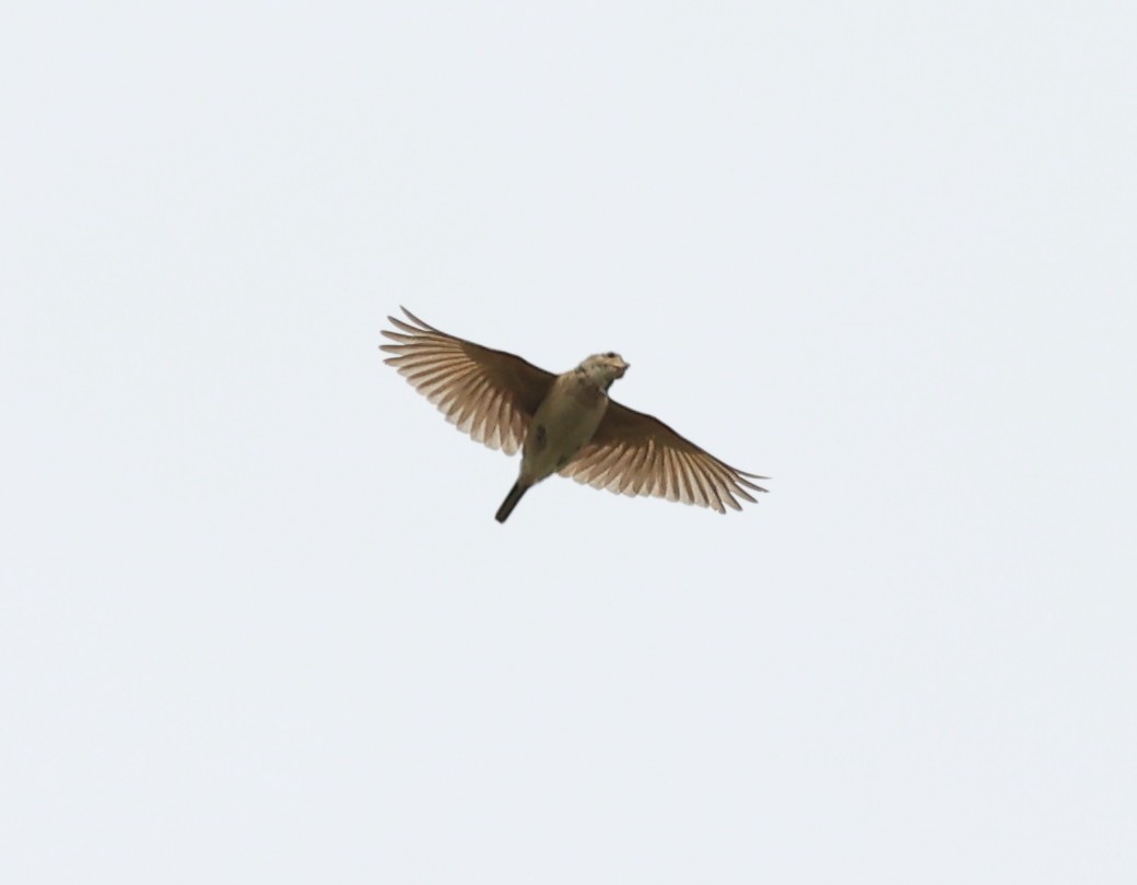 Singing Bushlark (Singing) - ML638559138