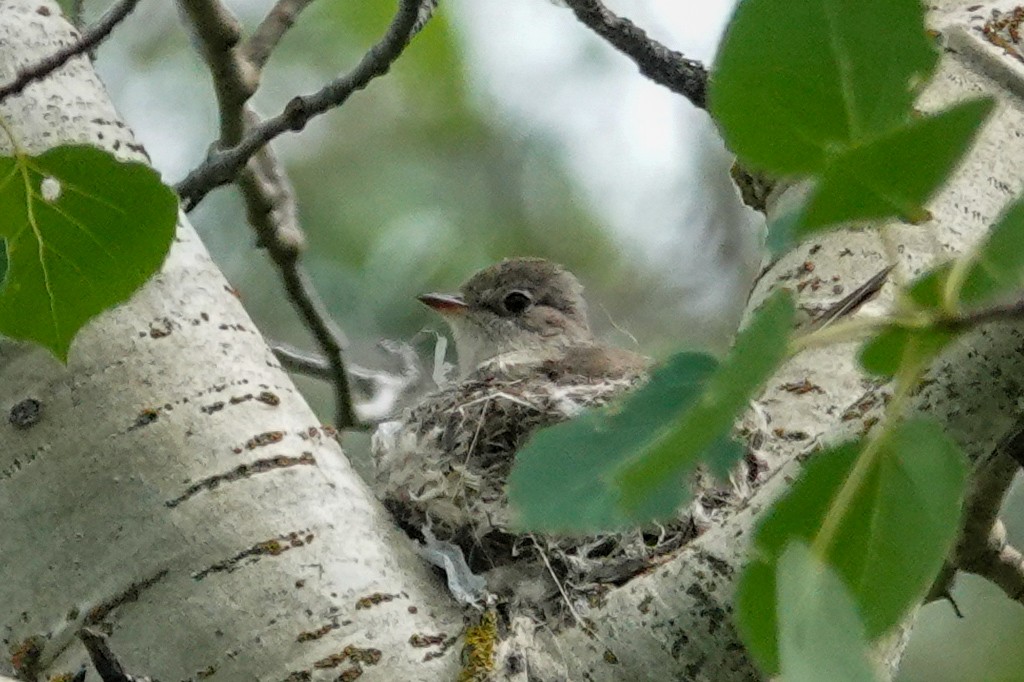 Least Flycatcher - ML638559140