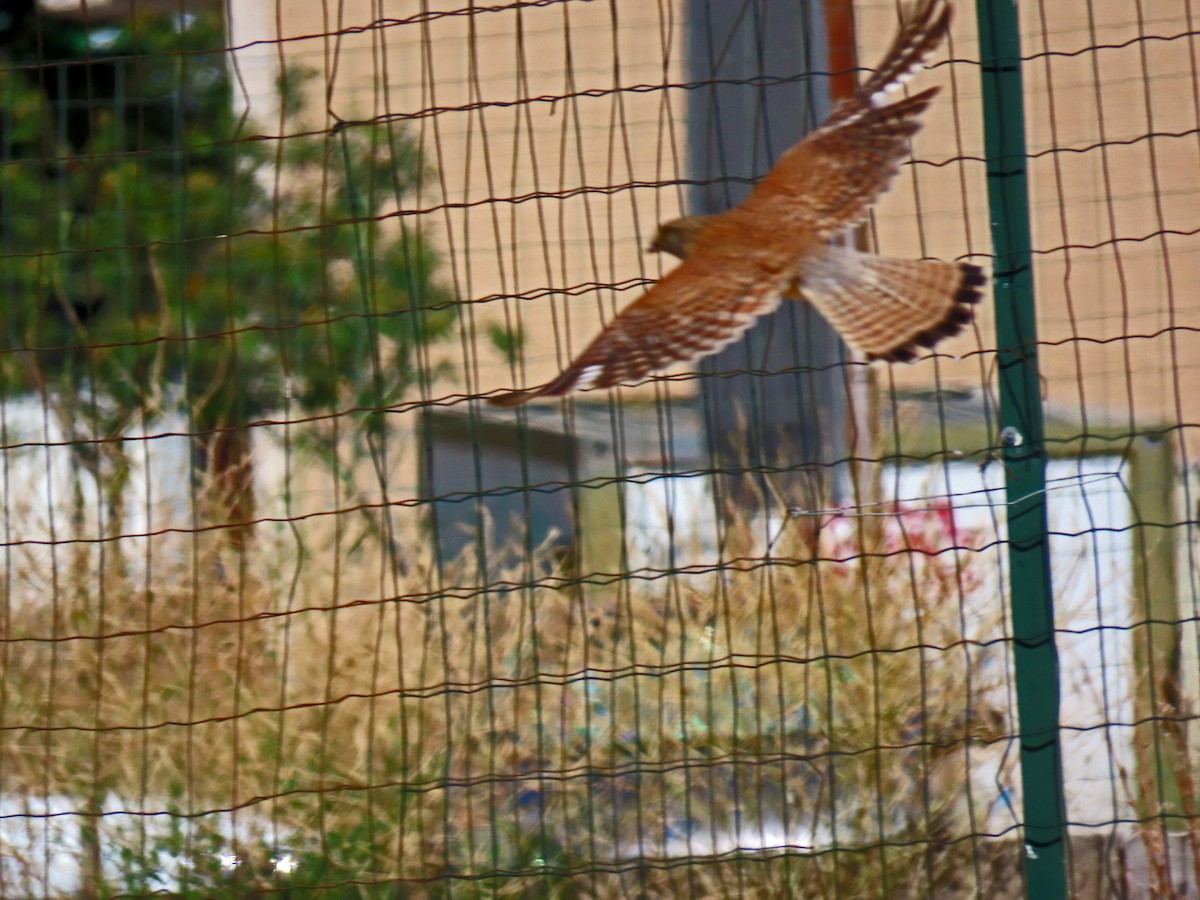 Eurasian Kestrel - ML638559141