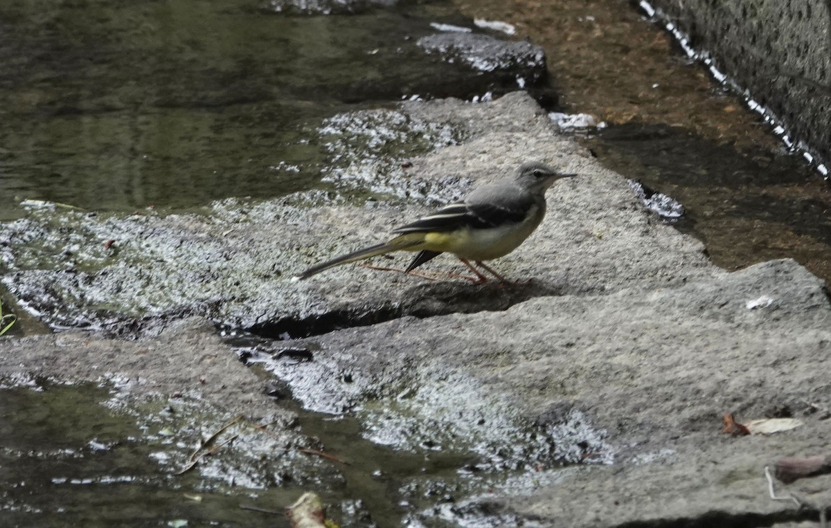 Gray Wagtail - ML638559142