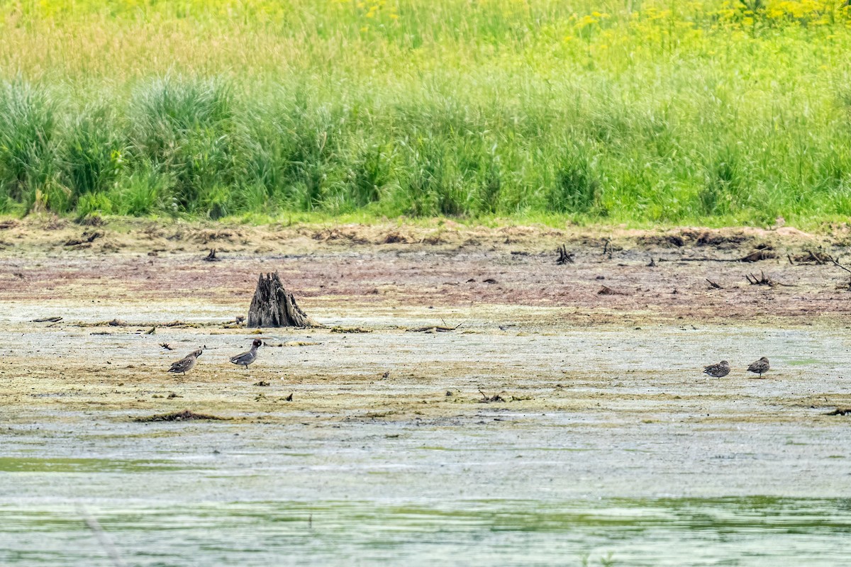 Green-winged Teal - ML638559147
