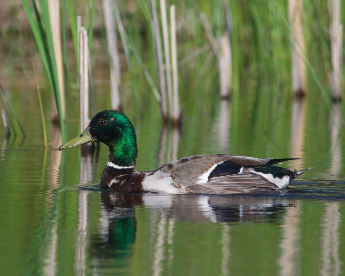 Mallard - ML638559149