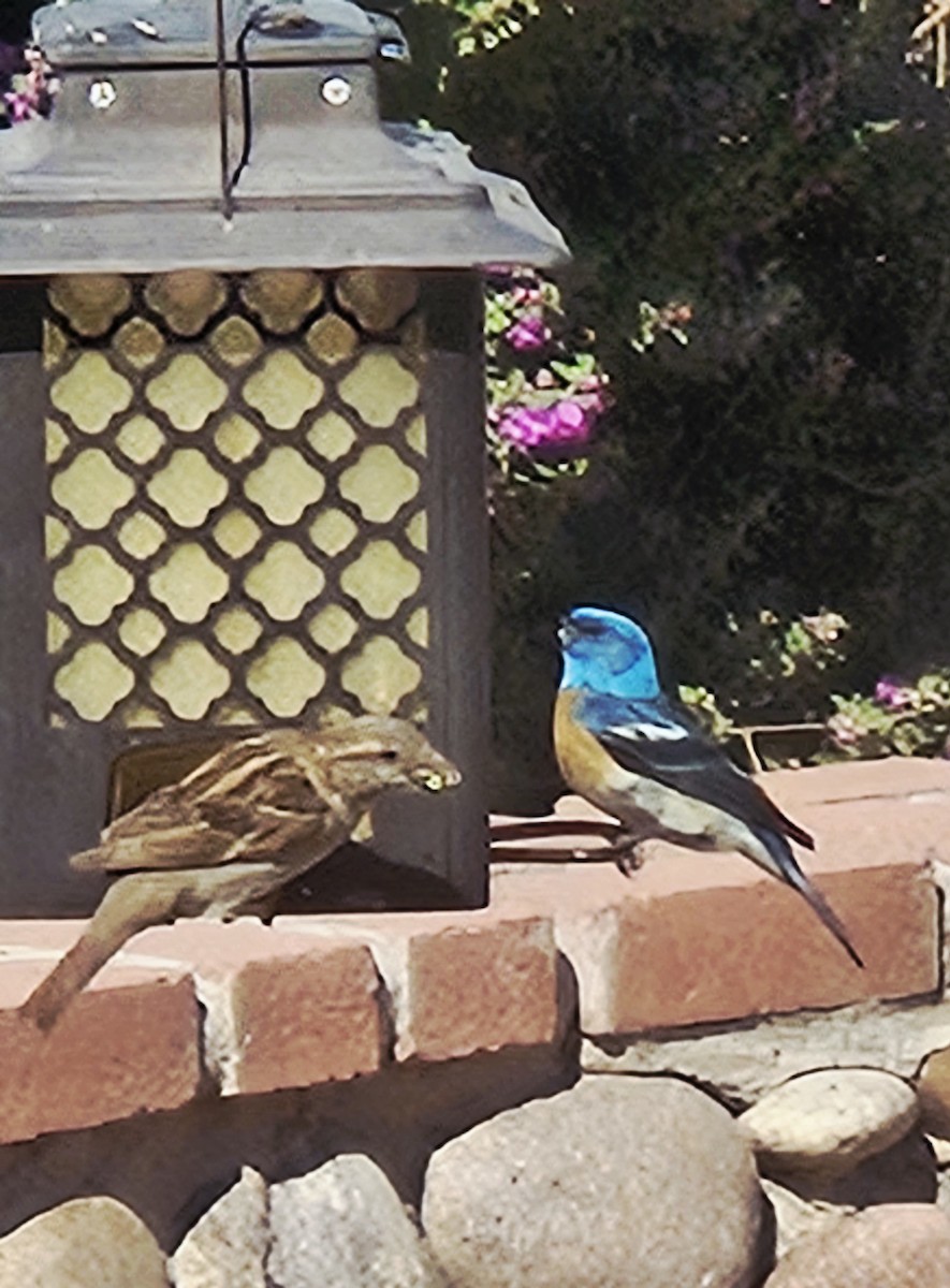 Lazuli Bunting - ML638559169