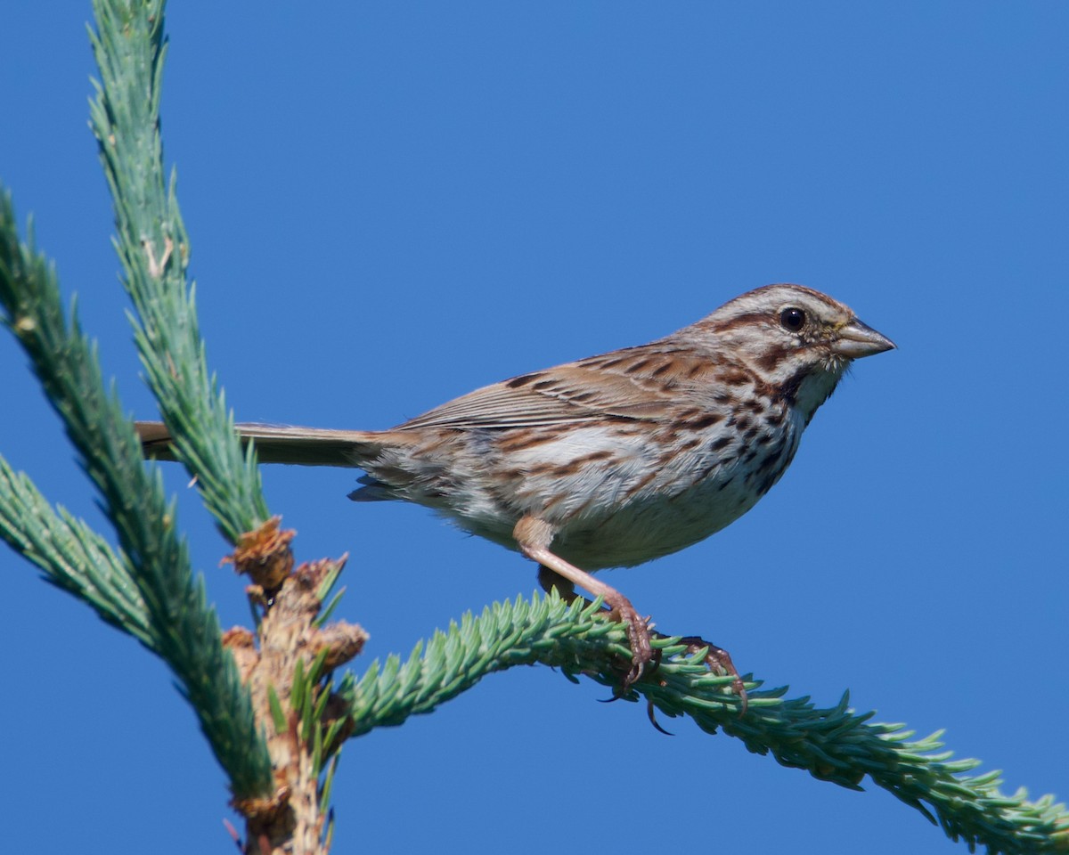 Song Sparrow - ML638559177