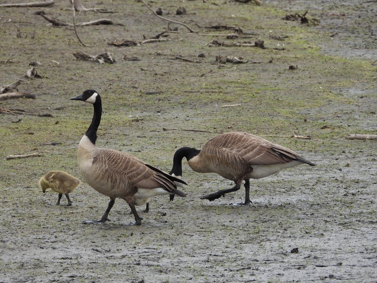 Canada Goose - ML638559191