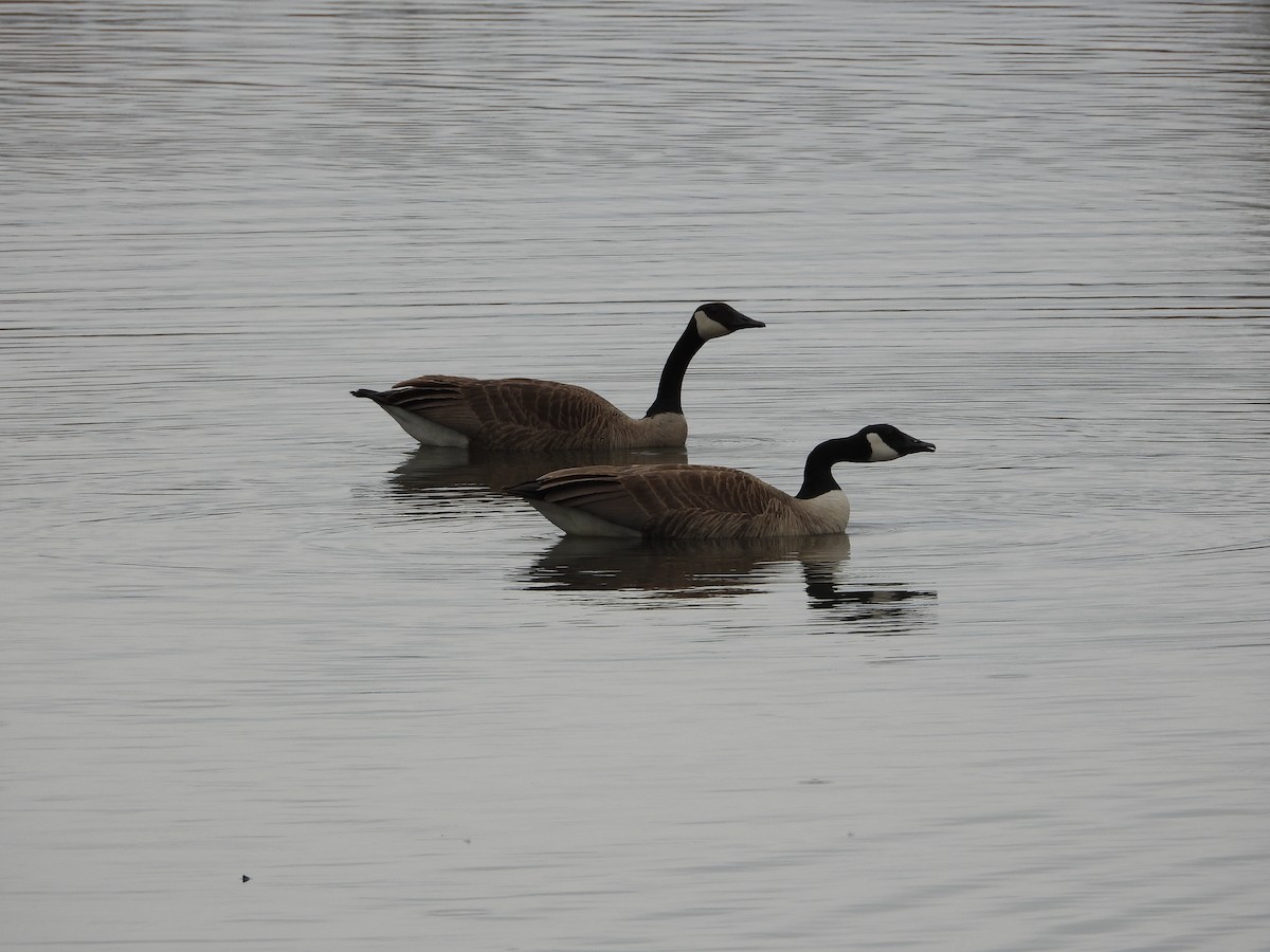 Canada Goose - ML638559192