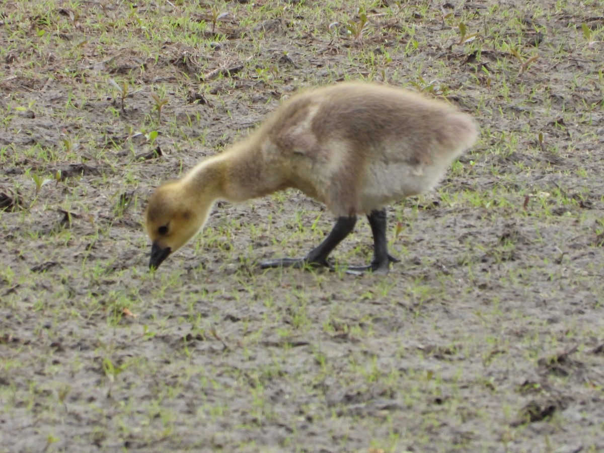 Canada Goose - ML638559193