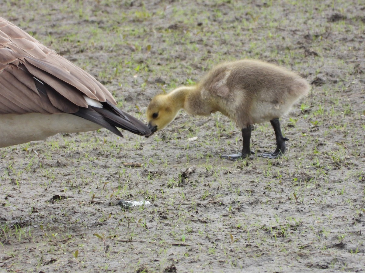 Canada Goose - ML638559195