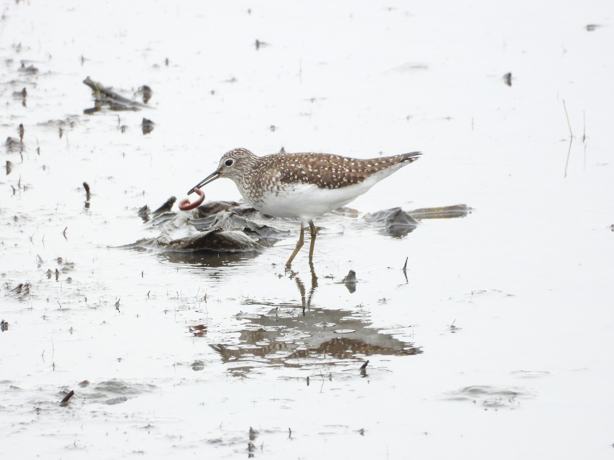 Einsiedelwasserläufer - ML638559218
