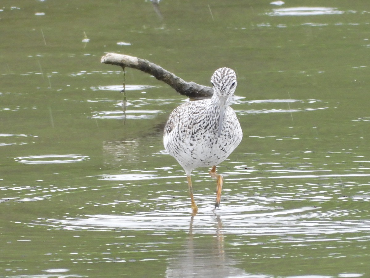 Greater Yellowlegs - ML638559228