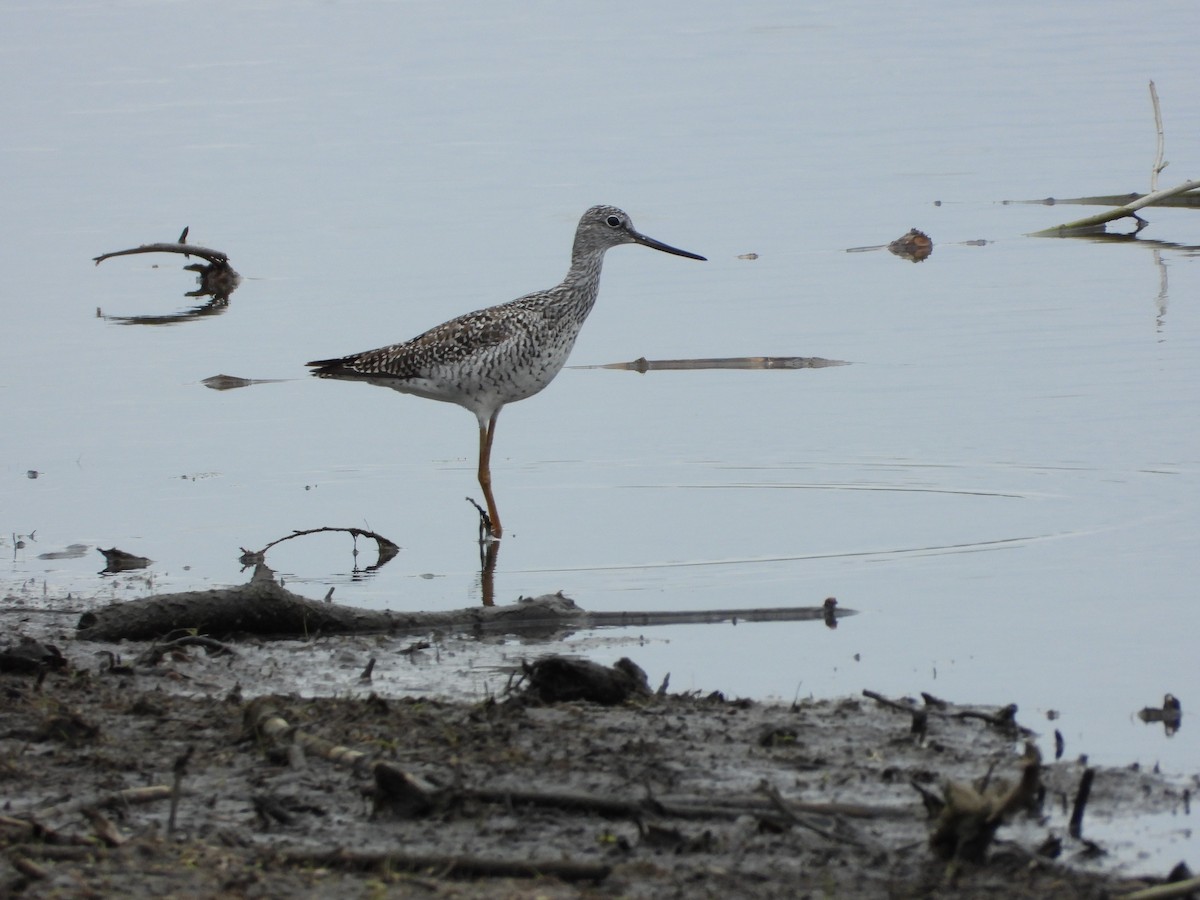 Greater Yellowlegs - ML638559235