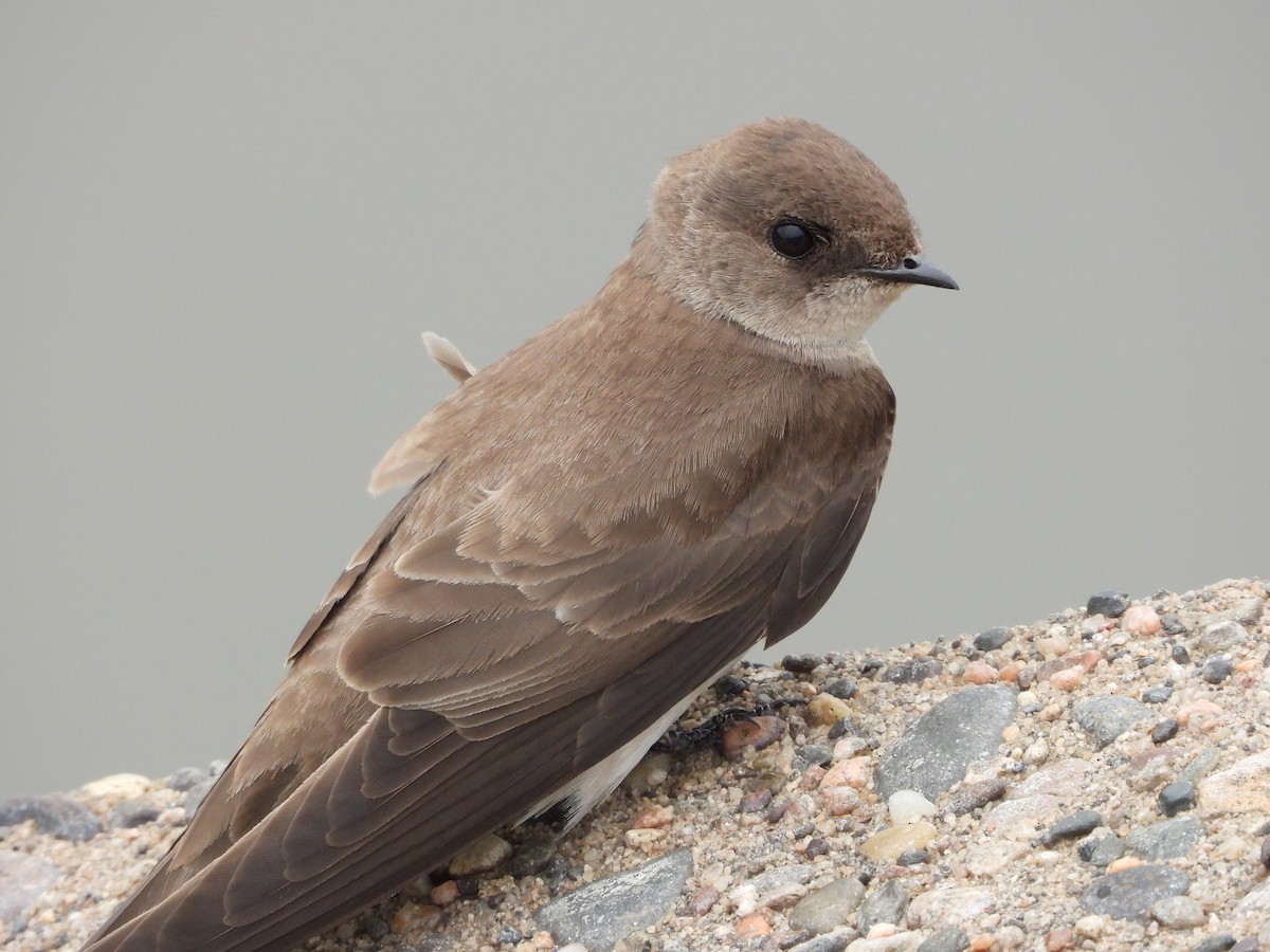 Northern Rough-winged Swallow - ML638559252