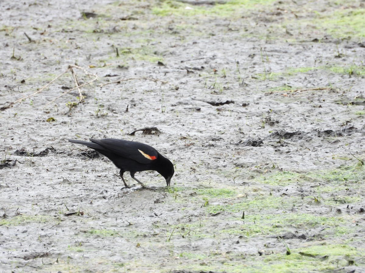 Red-winged Blackbird - ML638559265
