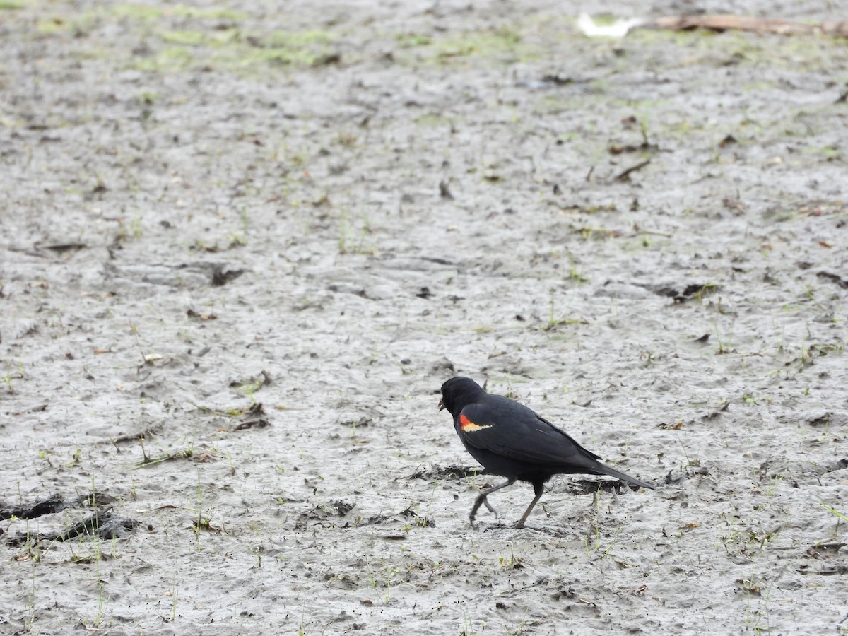 Red-winged Blackbird - ML638559266