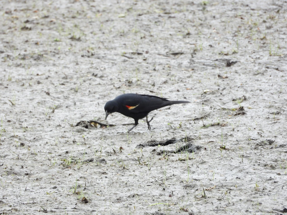 Red-winged Blackbird - ML638559267