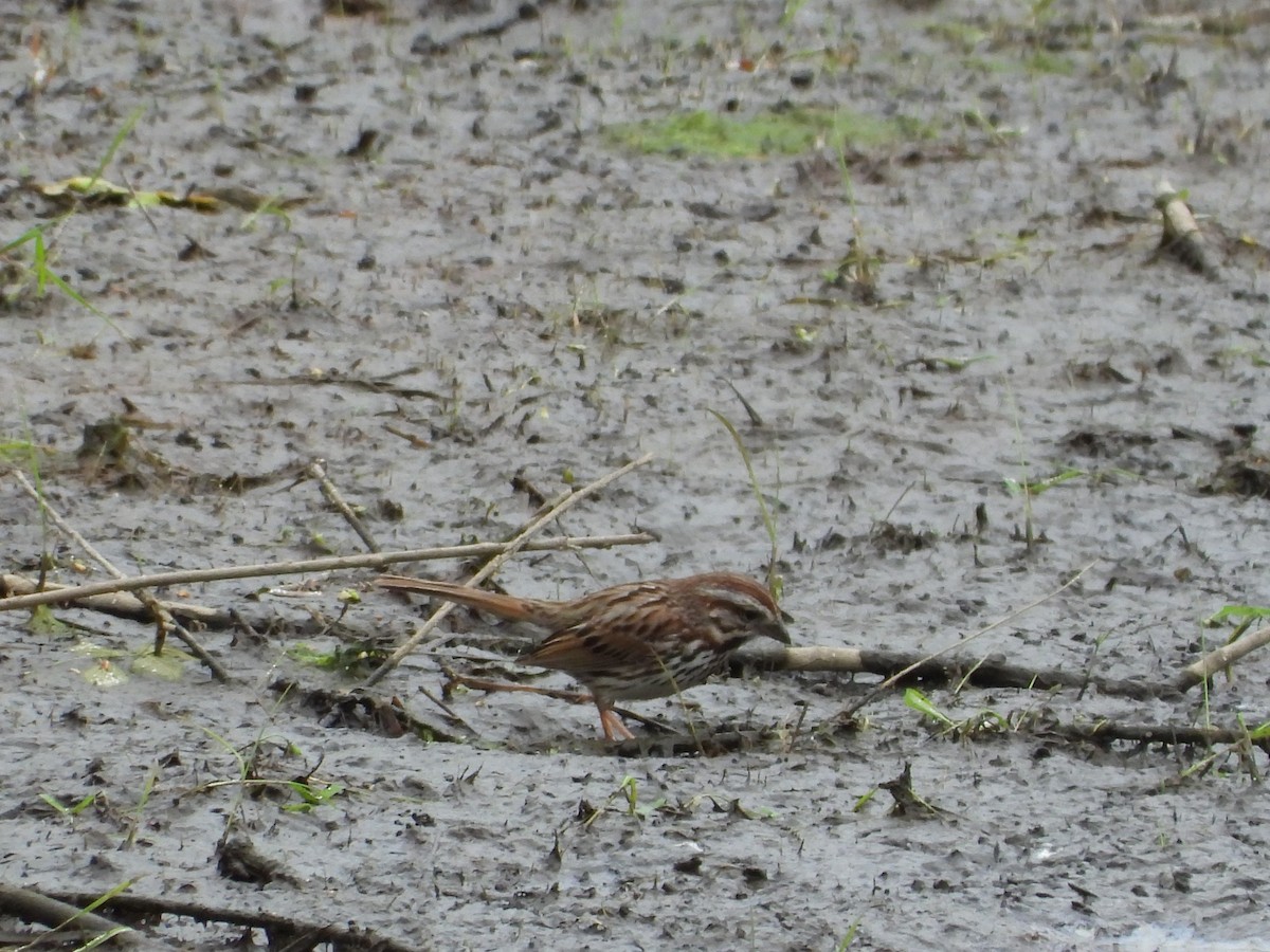 Song Sparrow - ML638559279