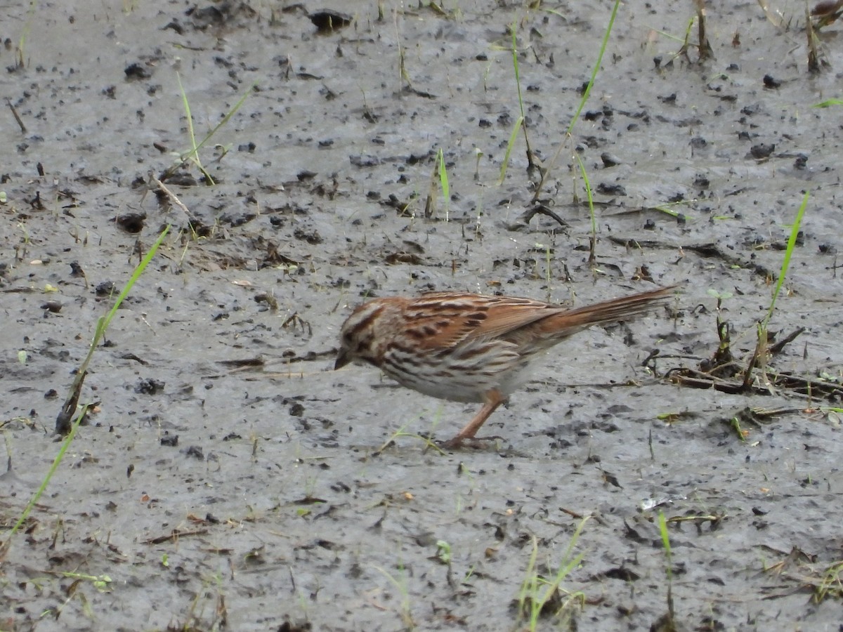 Song Sparrow - ML638559280