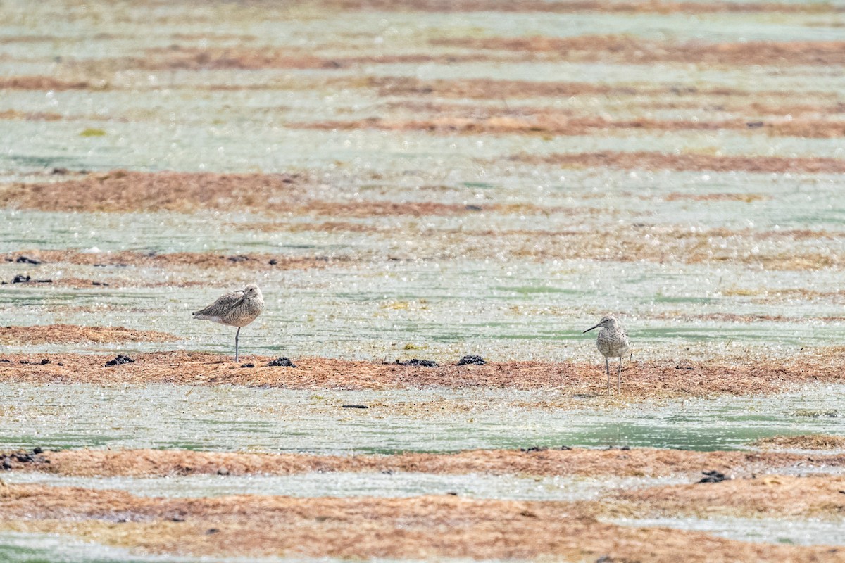 Willet - ML638559327