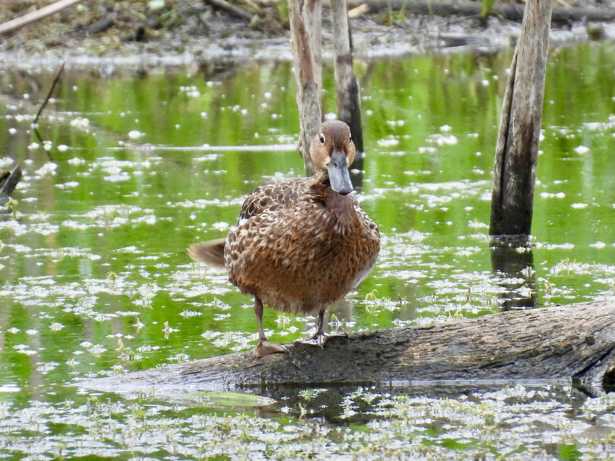 Mallard - ML638559338