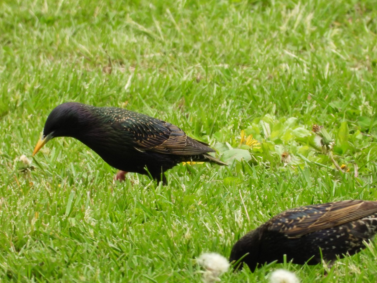 European Starling - ML638559363