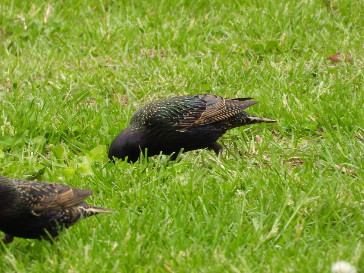 European Starling - ML638559364