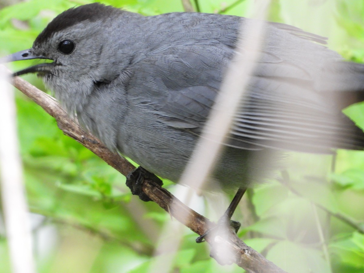 kattespottefugl - ML638559370