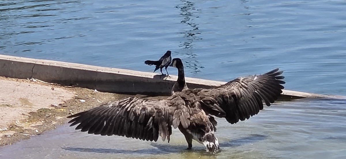 Canada Goose - ML638559389