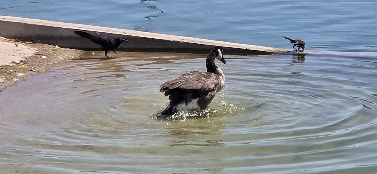 Canada Goose - ML638559390