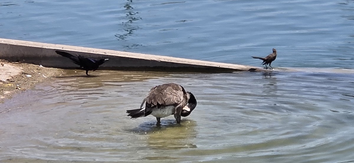 Canada Goose - ML638559391