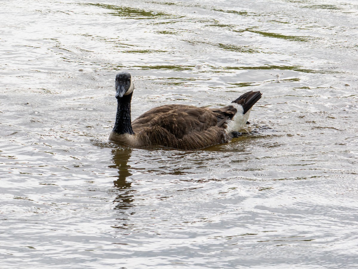 Canada Goose - ML638559448