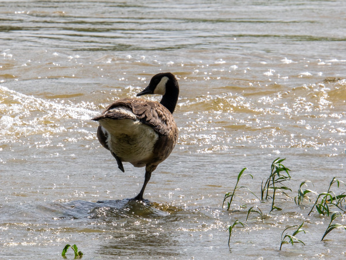 Canada Goose - ML638559452